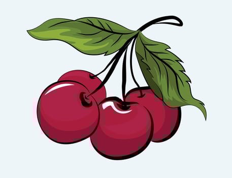 Red Cherry Fruit vector