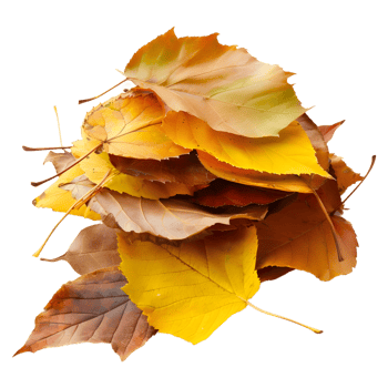 3D Rendering of a Autumn Leaves on Transparent Background png