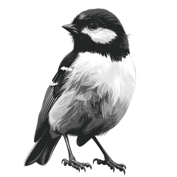 Chickadee Cartoon Flat Color png