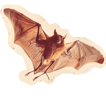 Cut out faded photo of halloween bat png
