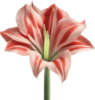 Amaryllis clipart. A cute Amaryllis flower icon. AI-Generated. png