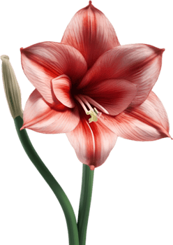 Amaryllis clipart. A cute Amaryllis flower icon. AI-Generated. png