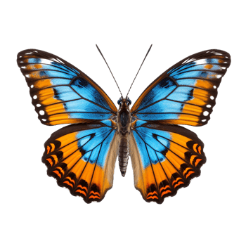 Butterfly isolated against transparent background png