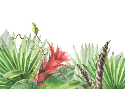 Tropical leaves and flowers banner, bromeliad, palm leaf, calathea, exotic creeper, home plant card template Jungle greenery floral clipart. Watercolor painted illustration background. png