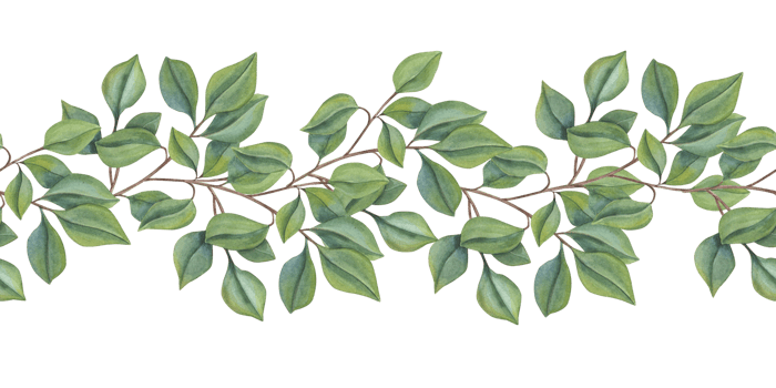 Seamless border of green branches. Lush foliage. Forest leaf plants. Intertwining stems.. Watercolor illustration isolated on white background. Simple rustic ornate for package, textile png