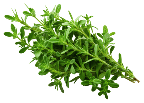 thyme isolated on transparent background png