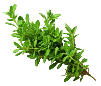 thyme isolated on transparent background png