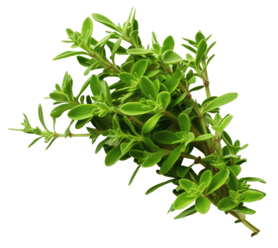 basil isolated on transparent background png