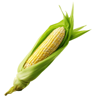 corn isolated on transparent background png