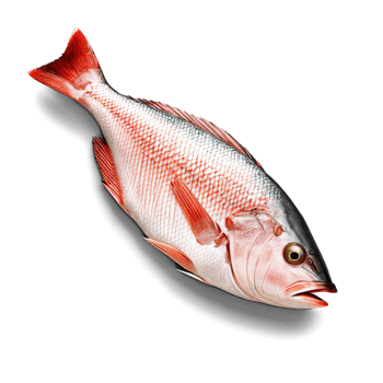 Alaskan red snapper fillet, pan-seared with a lemon and herb butter, png