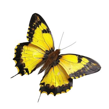 Gilded Elegance Yellow Butterflies as Artistic Inspiration png