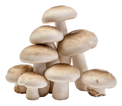 mushroom isolated on transparent background png