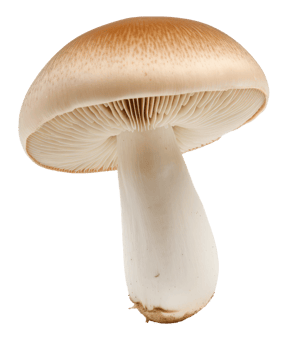 mushroom isolated on transparent background png