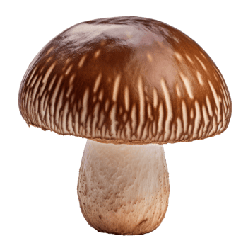 mushroom isolated on transparent background png