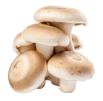 mushroom isolated on transparent background png