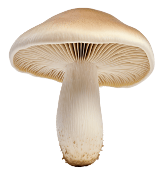 mushroom isolated on transparent background png