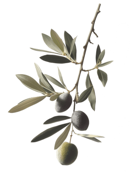 olive with leaves isolated on transparent background png
