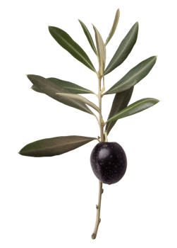 olive with leaves isolated on transparent background png