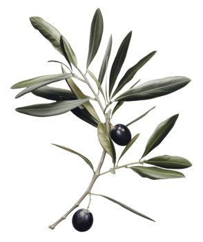 olive with leaves isolated on transparent background png