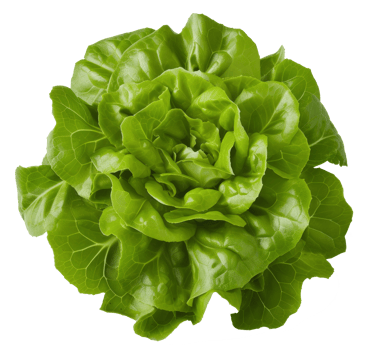 cos lettuce isolated on transparent background png