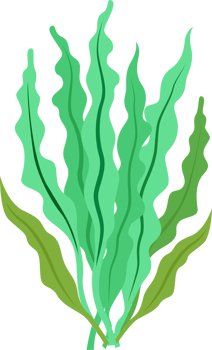 green seaweed illustration design isolate png