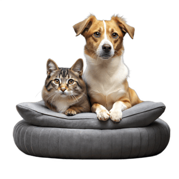 Dog and Cat Sitting Together on a Grey Cushion With Transparent Background png