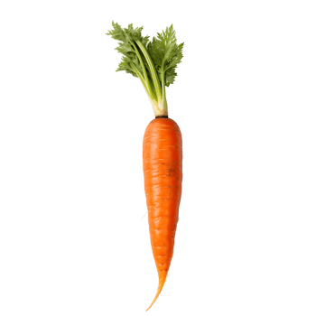 Isolated Ripe Organic Carrot Art png