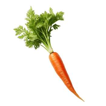 Clear Fresh Carrot Illustrations png