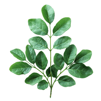 Green leaves and twigs of rue Hyperrealistic Highly Detailed isolated on transparent background png