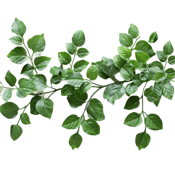 Green leaves and twigs of rue Hyperrealistic Highly Detailed isolated on transparent background png