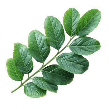 Green leaves and twigs of rue Hyperrealistic Highly Detailed isolated on transparent background png