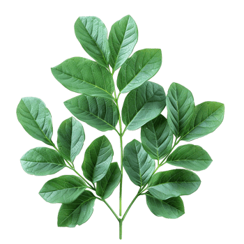 Green leaves and twigs of rue Hyperrealistic Highly Detailed isolated on transparent background png