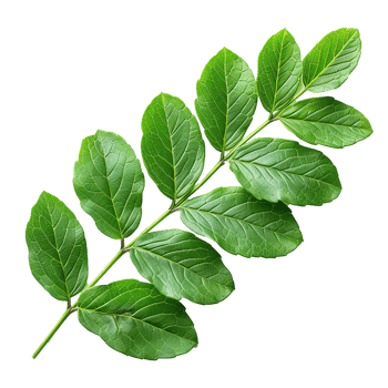Green leaves and twigs of rue Hyperrealistic Highly Detailed isolated on transparent background png