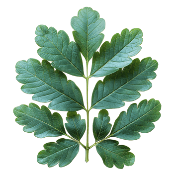 Green leaves and twigs of rue Hyperrealistic Highly Detailed isolated on transparent background png