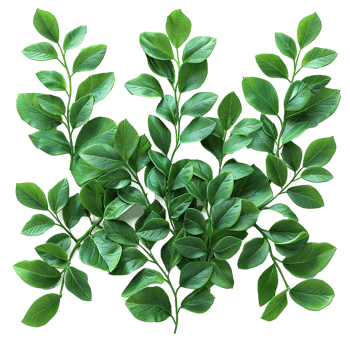 Green leaves and twigs of rue Hyperrealistic Highly Detailed isolated on transparent background png