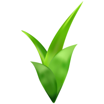 Green plants. Branches and leaves. png