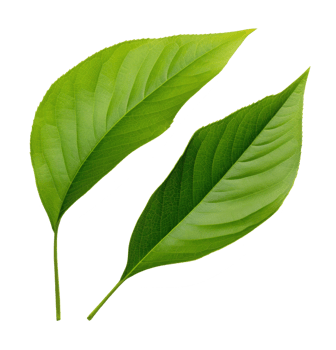 green leaf isolated on transparent background png