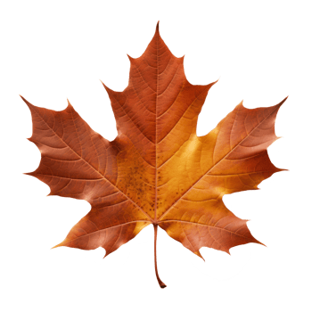 maple leaf isolated on transparent background png
