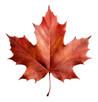 maple leaf isolated on transparent background png