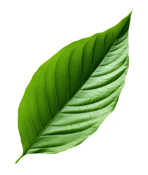 green leaf isolated on transparent background png