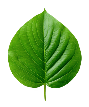 green leaf isolated on transparent background png
