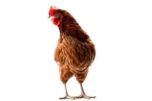 Chicken, Full body of brown chicken hen standing isolated transparent background, Laying hens farmers concept. File png