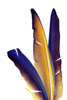 colorful bird feathers on neutral background png