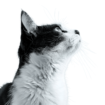 Close-up portrait of a fluffy white kitten with bright eyes isolated on transparent background png