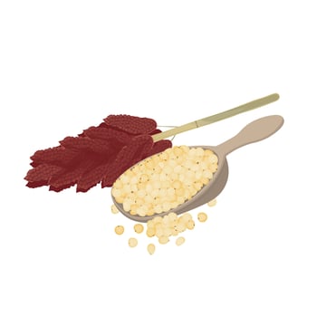 Dried Sorghum bicolor or great millet vector