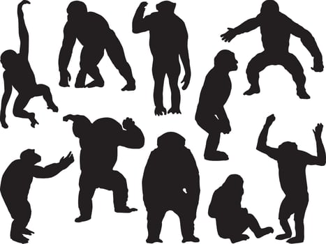 Chimpanzee silhouette on white background vector