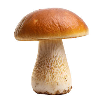A porcini mushroom with a shiny cap stands isolated against a transparent backdrop png