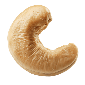 Caju cashew nut isolated on transparent background png