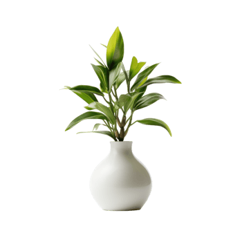 A pot with a spathiphyllum and sansevieria on a transparent background. png