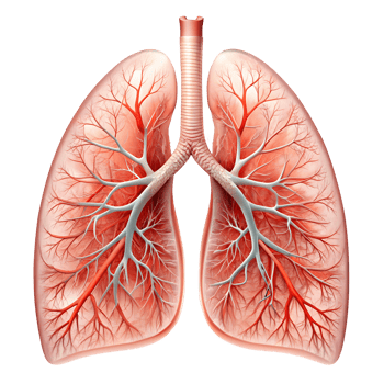 Detailed Human Lungs Organ Isolated on a Transparent Background png